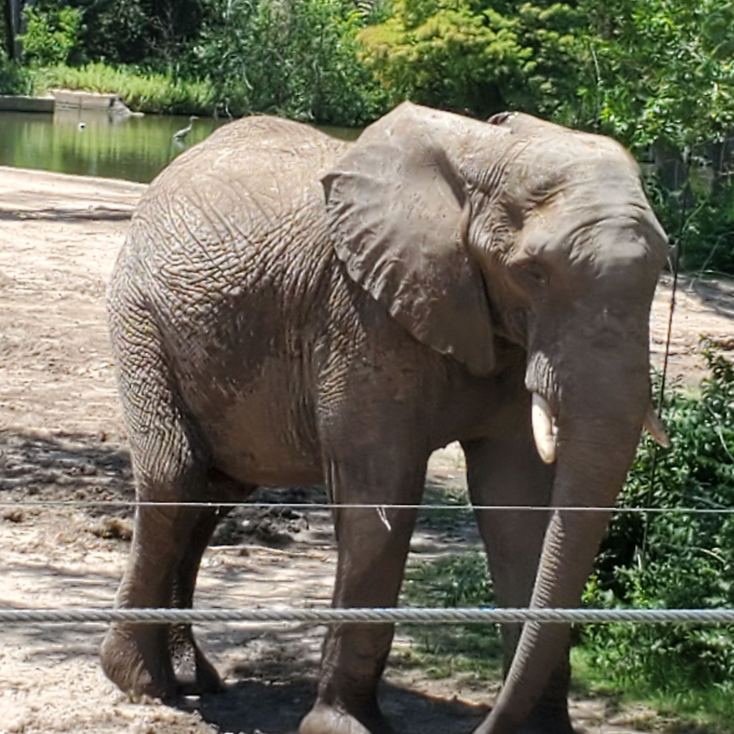 Sedgwick County Zoo 